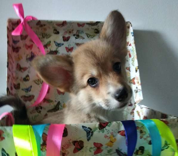 Продам щенков вельш корги пемброк в Воронеже фото 6