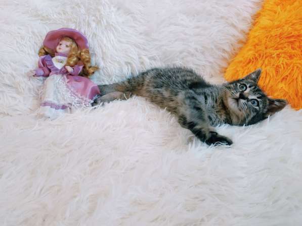Ручной котенок 1,5мес. самец в Санкт-Петербурге фото 8