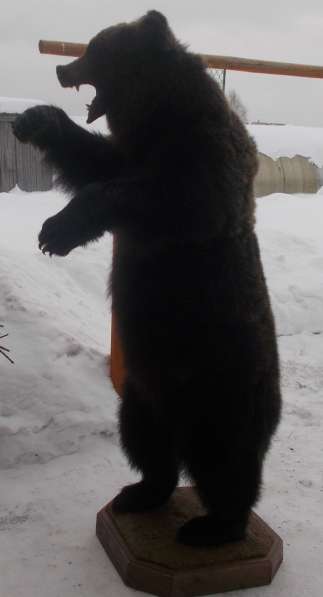 Продать чучело медведя в Ижевске фото 3