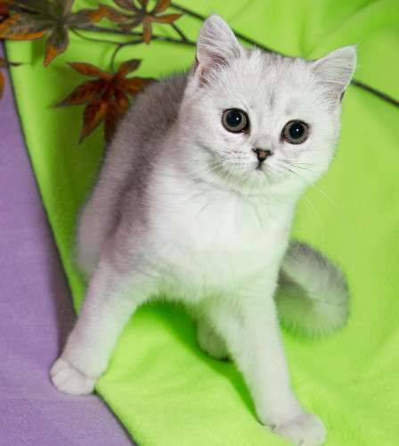 Чистокровная шотландские кошечка драгоценного окраса! в Уфе фото 3