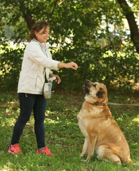 Кохинор ищет семью в Москве фото 59