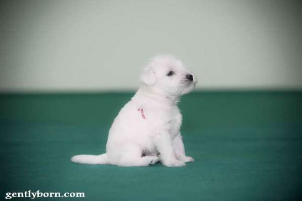 Щенки белого цвергшнауцера