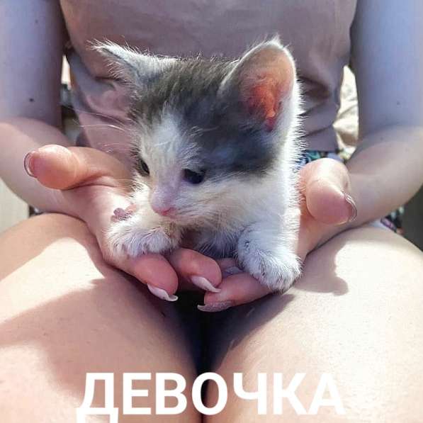Котята не мусор! в Москве фото 5