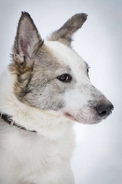 Умка ищет дом ! в Санкт-Петербурге