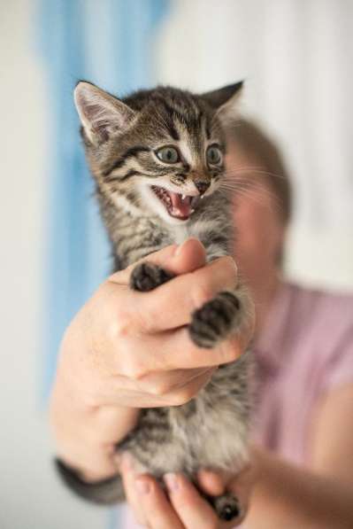 Котёнок Аристотель в самые добрые руки! в Москве фото 5