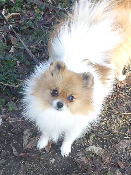 Девочка шпица в Симферополе фото 7