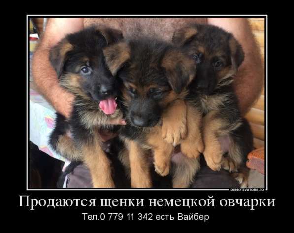 Продаются щенки немецкой овчарки! в фото 16