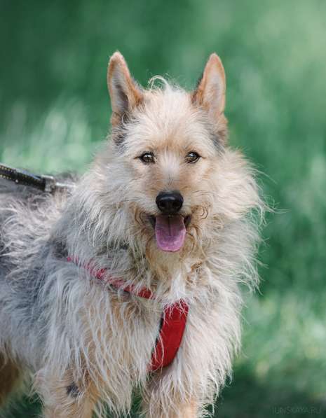 Трогательный Чарлик ищет дом в Москве фото 32