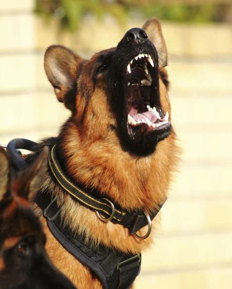 Кобель и сука немецкой овчарки в Тюмени фото 5