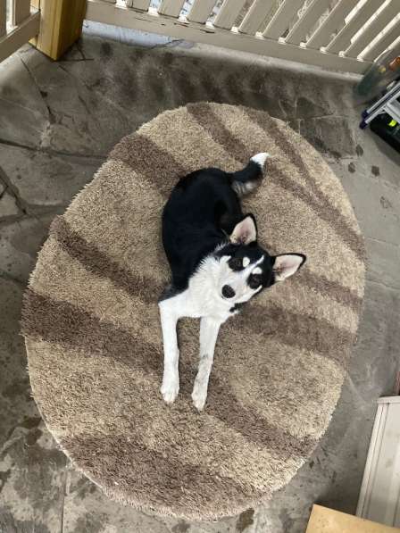 Найдена лайка девочка 6-8 месяцев. Пристраивается в Москве фото 4