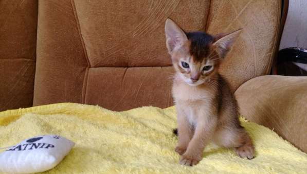 Абиссинские котята от чемпиона мира в Ваш дом в Брянске фото 4