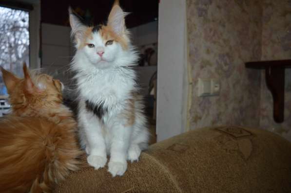 Питомник придлагает котят Мейн-кун в фото 6