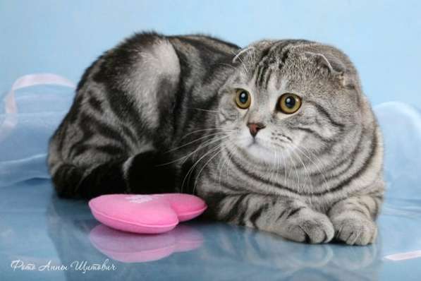 Британские котята элитных кровей в Санкт-Петербурге