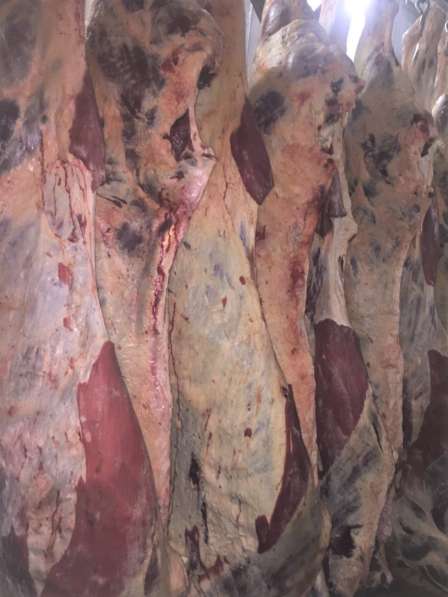 Мясо говядина в Перми