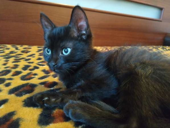 Котенок черный (метис Бомбейской кошки) в фото 7