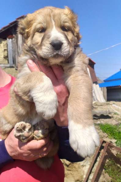 Продаются щенки алабая в фото 39