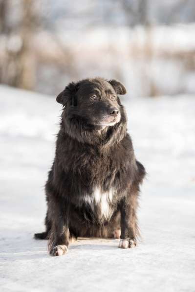 Обаятельный черный пёс Тедди в добрые руки в Москве фото 10