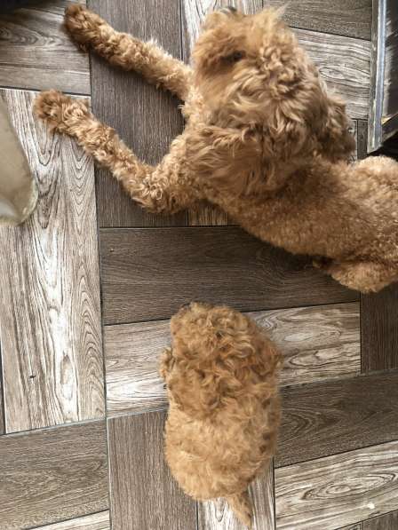 Пудель той в 