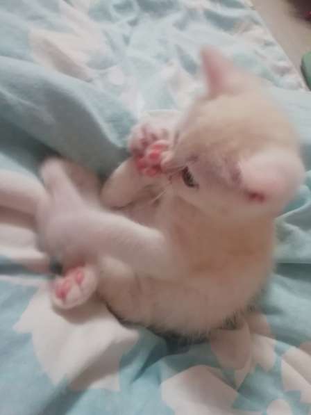 Котёнок британский и шотландский в Москве фото 16