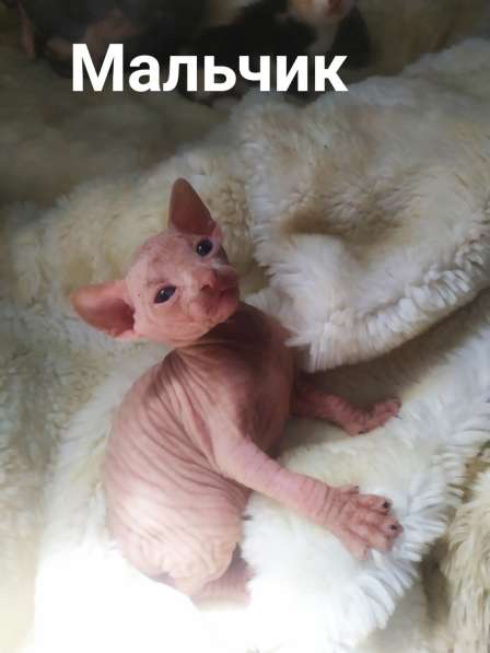 Котята Донского сфинкса