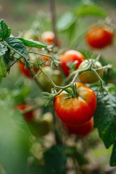 Продажа овощей в Хабаровске