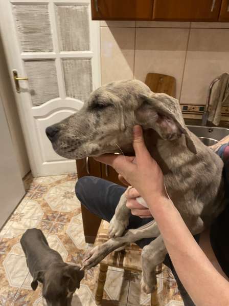 Дог в Москве фото 4