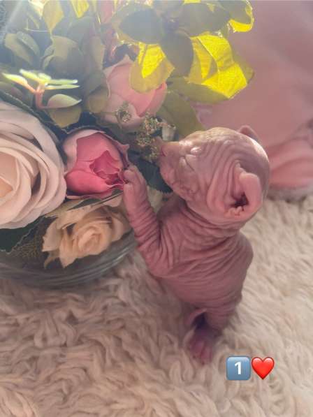 Канадский сфинкс в Москве фото 3