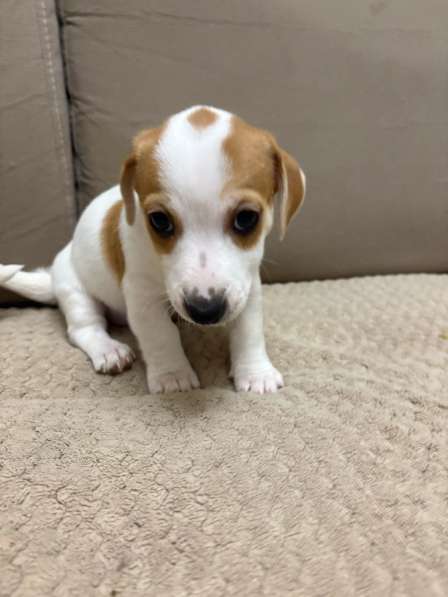 Щенки породы джек рассел терьер в Брянске фото 3