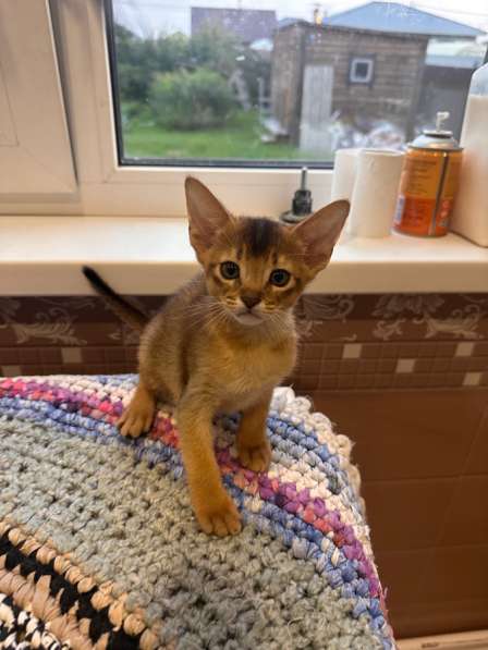 Абиссинские котята в Тюмени фото 4