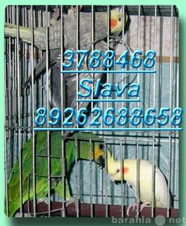 Волнистые попугаи, Неразлучники, Кореллы в Москве