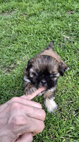 Чистокровные щенки Ши-Тцу в фото 13