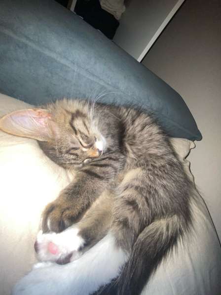 Отдам котика в добрые ручки в Набережных Челнах фото 4