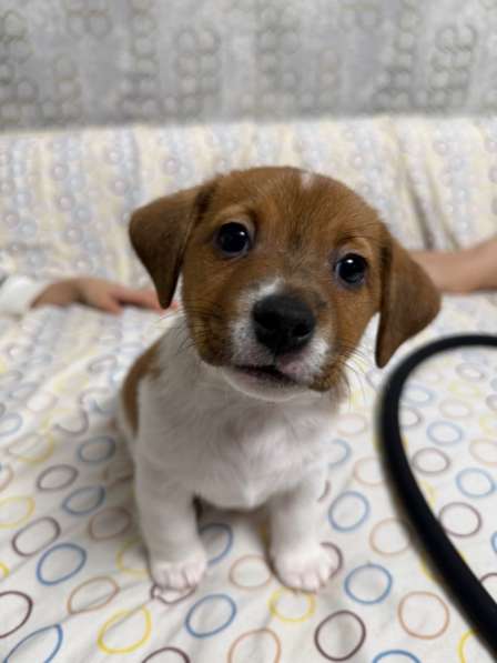 Щенки Джек Рассел в Уфе