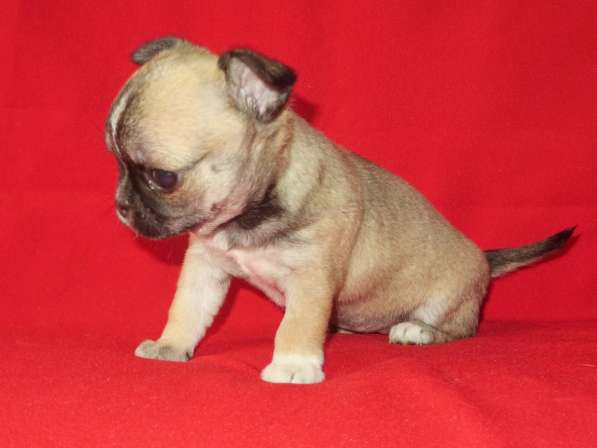 Чихуа девочка гш в Санкт-Петербурге