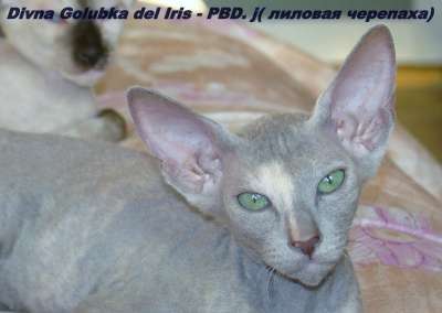 Сфинкс кошечка