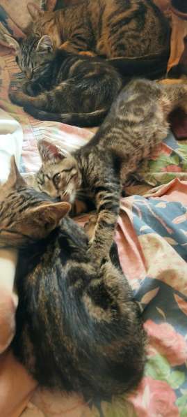 Котенок в добрые руки в фото 4