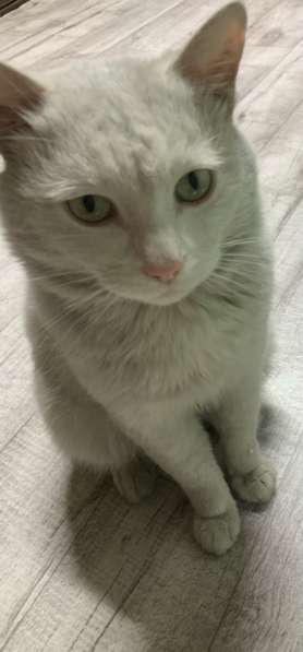 Отдам Котя бродягу