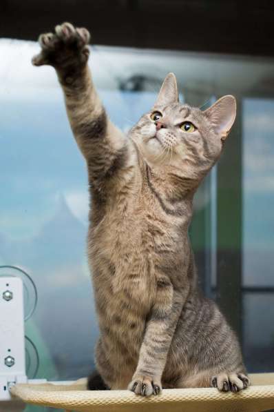 Красавец серо-голубой котик-подросток Костя в добрые руки в Москве фото 3