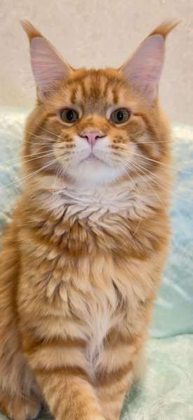 Large Maine Coons в Москве фото 8