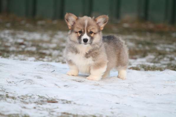 Щенки вельш корги пемброк в Москве