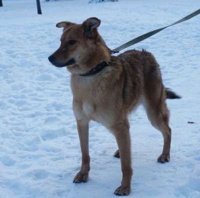 Отдам даром Ищет дом молодая девочка Стелла в Санкт-Петербурге фото 3