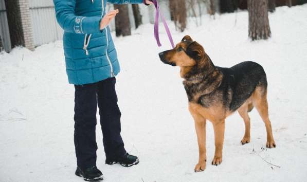 Заботушка, самый добрый пёс на свете в Санкт-Петербурге фото 10