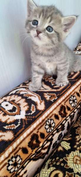 Шотландские котята в Пензе