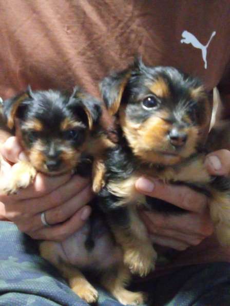 Продажа щенков Йорка