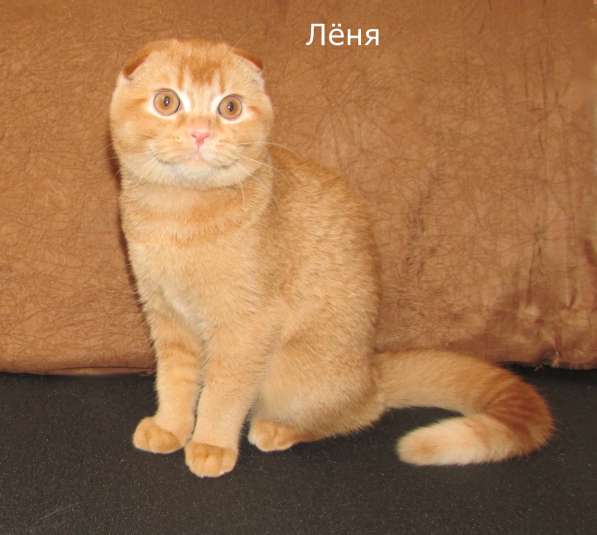 Шотландские котята из питомника