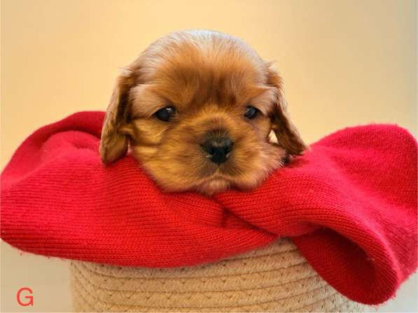 Щенки кавалер Кинг Чарльз спаниель в Москве фото 10