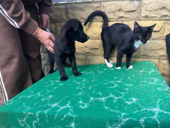 Маленький хорошенький щенок в Санкт-Петербурге фото 10