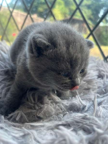 ? Продаются котята British Shorthair – Лондон ??