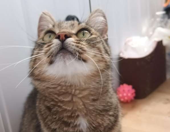 Кошка в хорошие руки в Москве фото 5