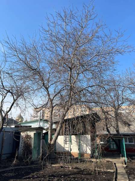 Профессиональное удаление и обрезка деревьев в ЛНР в фото 6